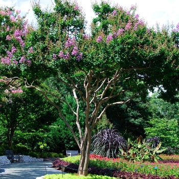 'Catawba' - Crape Myrtle 'Catawba' - Crape Myrtle