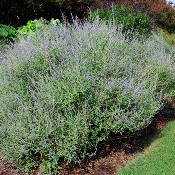 'Crazy Blue' - Russian Sage 'Crazy Blue' - Russian Sage