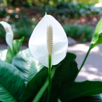 Spathiphyllum wallisii - Peace Lily Spathiphyllum wallisii - Peace Lily