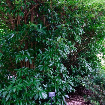 'Chindo' - Viburnum 'Chindo' - Viburnum