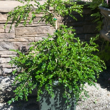  - 'Weeping' Boxwood