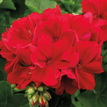 Multiple Colors - Geranium Calliope® Variety Multiple Colors - Geranium Calliope® Variety