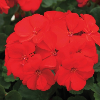 Multiple Colors - Geranium Rocky Mountain Variety Multiple Colors - Geranium Rocky Mountain Variety
