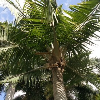 Ravenea rivularis - Majesty Palm Ravenea rivularis - Majesty Palm