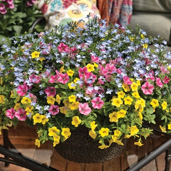 Combination Planter - Kwik Kombos™ 'Pink Lemonade™ Mix' Combination Planter - Kwik Kombos™ 'Pink Lemonade™ Mix'