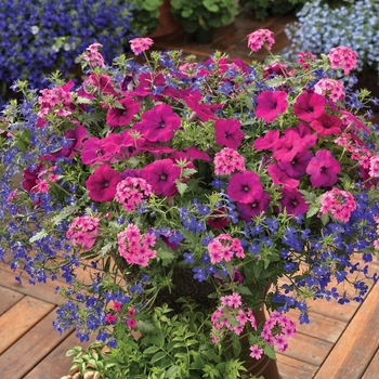Combination Planter - Kwik Kombos™ 'Night in Pompeii™ Mix' Combination Planter - Kwik Kombos™ 'Night in Pompeii™ Mix'