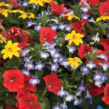 Combination Planter - Kwik Kombos™ 'Fire and Ice™ Mix' Combination Planter - Kwik Kombos™ 'Fire and Ice™ Mix'