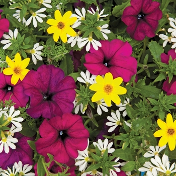 Combination Planter - Kwik Kombos™ 'Royal Gold™ Mix' Combination Planter - Kwik Kombos™ 'Royal Gold™ Mix'