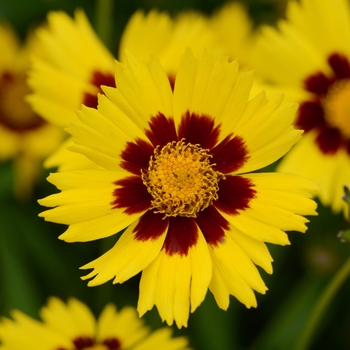 Coreopsis grandiflora - 'SunKiss' Tickseed Coreopsis grandiflora - 'SunKiss' Tickseed