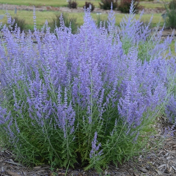 Perovskia atriplicifolia - 'Blue Jean Baby' Russian Sage