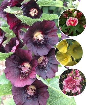 Multiple Varieties - Hollyhock