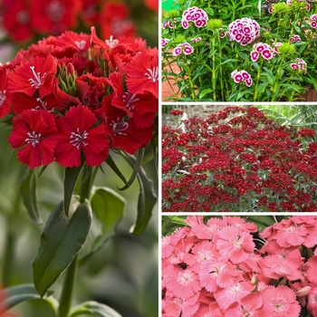 assorted colors - Sweet William Dianthus assorted colors - Sweet William Dianthus