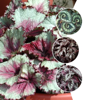 Multiple Varieties - Rex Begonia Multiple Varieties - Rex Begonia