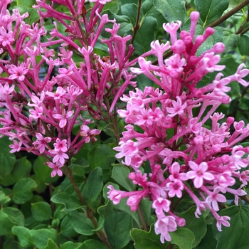 Syringa (Lilac) - Bloomerang® 'Dwarf Pink' Syringa (Lilac) - Bloomerang® 'Dwarf Pink'