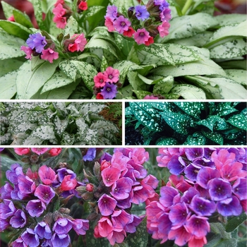 Pulmonaria - 'Multiple Varieties' Lungwort Pulmonaria - 'Multiple Varieties' Lungwort