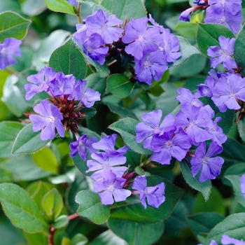 Ceratostigma plumbaginoides - Plumbago Ceratostigma plumbaginoides - Plumbago