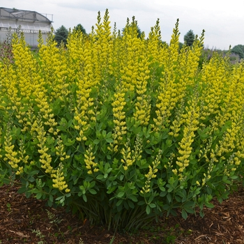 Baptisia - 'American Goldfinch' False Indigo