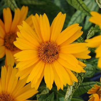 Heliopsis helianthoides - 'Sunstruck' False Sunflower Heliopsis helianthoides - 'Sunstruck' False Sunflower