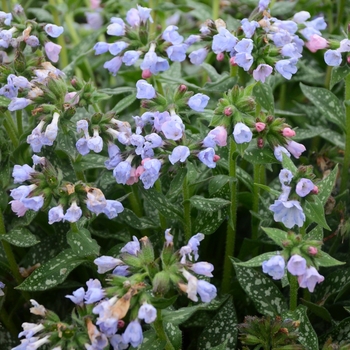 Pulmonaria - 'Twinkle Toes' Lungwort Pulmonaria - 'Twinkle Toes' Lungwort