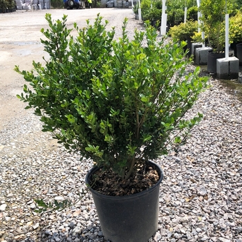 'Compacta' - Holly 'Compacta' - Holly