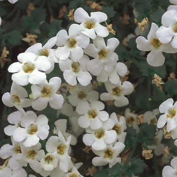 Sutera (Bacopa) - Betty® 'White'