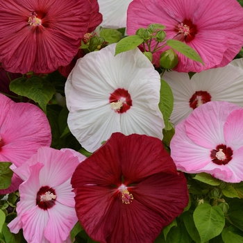 Hibiscus moscheutos (Hardy Hibiscus) - Luna&trade; 'Mix'