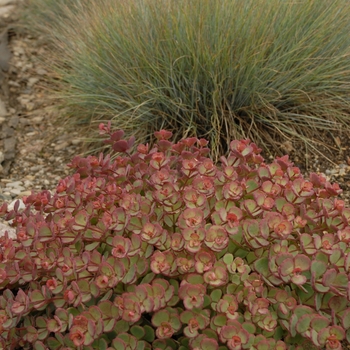 Sedum sieboldii - October Daphne Sedum sieboldii - October Daphne