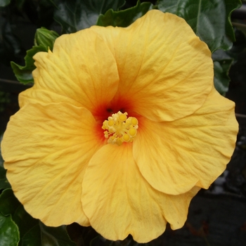 Assorted colors - Tropical Hibiscus Assorted colors - Tropical Hibiscus