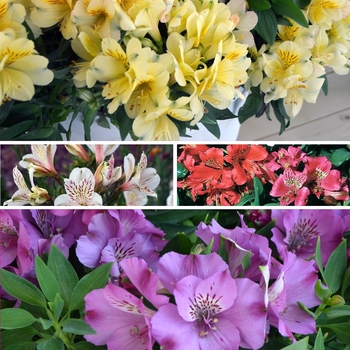 Alstroemeria - Assorted Peruvian Lily