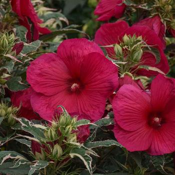 'Summer Carnival' - Hibiscus 'Summer Carnival' - Hibiscus