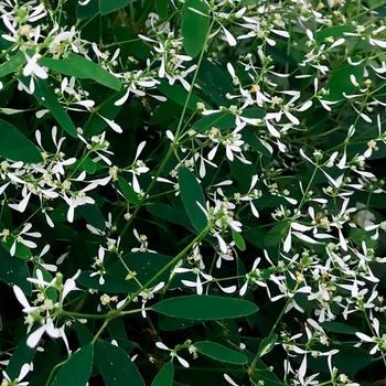 Assorted Varieties - Euphorbia Assorted Varieties - Euphorbia