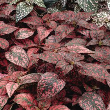  - Hypoestes Polka Dot Plant