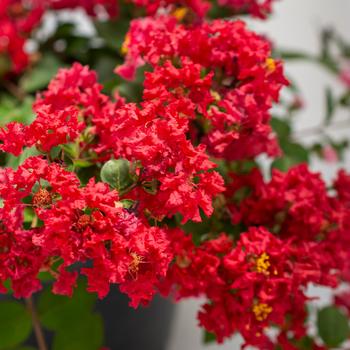 Bellini&reg; 'Strawberry' - Crape Myrtle