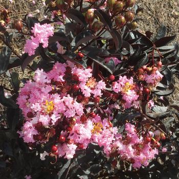 Indulgence&reg; 'Strawberry Gelato' - Crape Myrtle