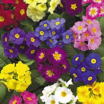 Primula polyantha - Primrose 'Supernova' Primula polyantha - Primrose 'Supernova'