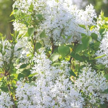 Syringa vulgaris - 'New Age White' Lilac Syringa vulgaris - 'New Age White' Lilac