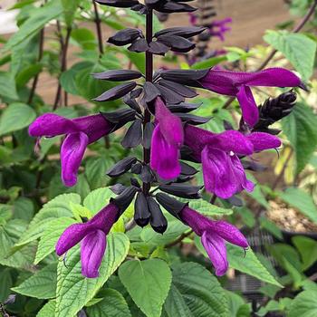 Bodacious® 'Smokey Jazz' - Salvia Bodacious® 'Smokey Jazz' - Salvia