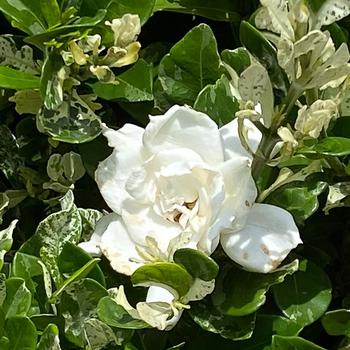 'Flash' - Gardenia 'Flash' - Gardenia