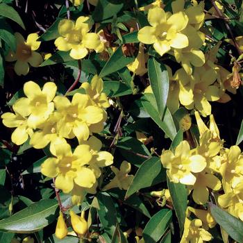 Multiple Varieties - Carolina Jasmine Multiple Varieties - Carolina Jasmine