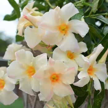 Multiple Colors - Mandevilla Multiple Colors - Mandevilla