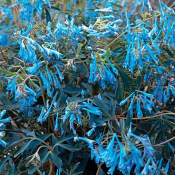 Corydalis flexuosa - Hillier&trade; 'Porcelain Blue'