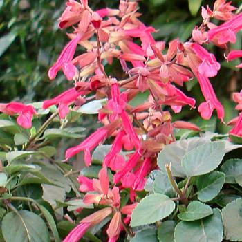 'Wendy's Wish' - Salvia 'Wendy's Wish' - Salvia
