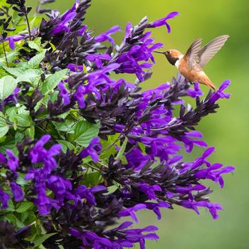 Bodacious® 'Hummingbird Falls' - Salvia