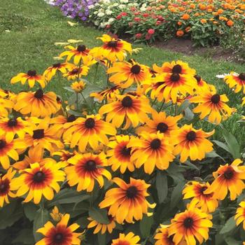 'Rising Sun' - Rudbeckia 'Rising Sun' - Rudbeckia