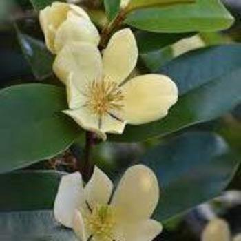 'Serendipity' - Magnolia 'Serendipity' - Magnolia