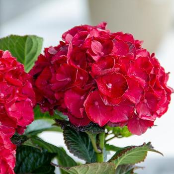 'Cherry-Go-Round' - Hydrangea Blooming Easy Series 'Cherry-Go-Round' - Hydrangea Blooming Easy Series