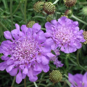 Scabiosa columbaria - 'Butterfly Blue' Pincushion Flower Scabiosa columbaria - 'Butterfly Blue' Pincushion Flower