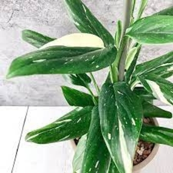 'Cobra' - Philodendron 'Cobra' - Philodendron