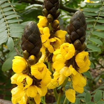 Cassia (Senna) didymobotrya - Popcorn Plant Cassia (Senna) didymobotrya - Popcorn Plant
