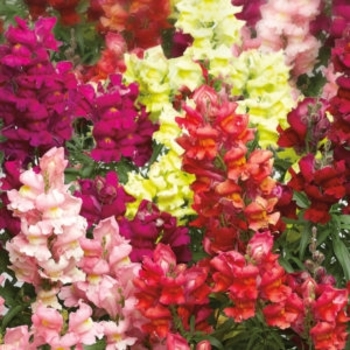 Antirrhinum - Snapdragon Antirrhinum - Snapdragon